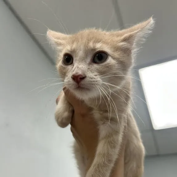 A baby small-sized male Orange / Red Domestic Short Hair cat named Disco Lemonade for adoption in Durango, CO