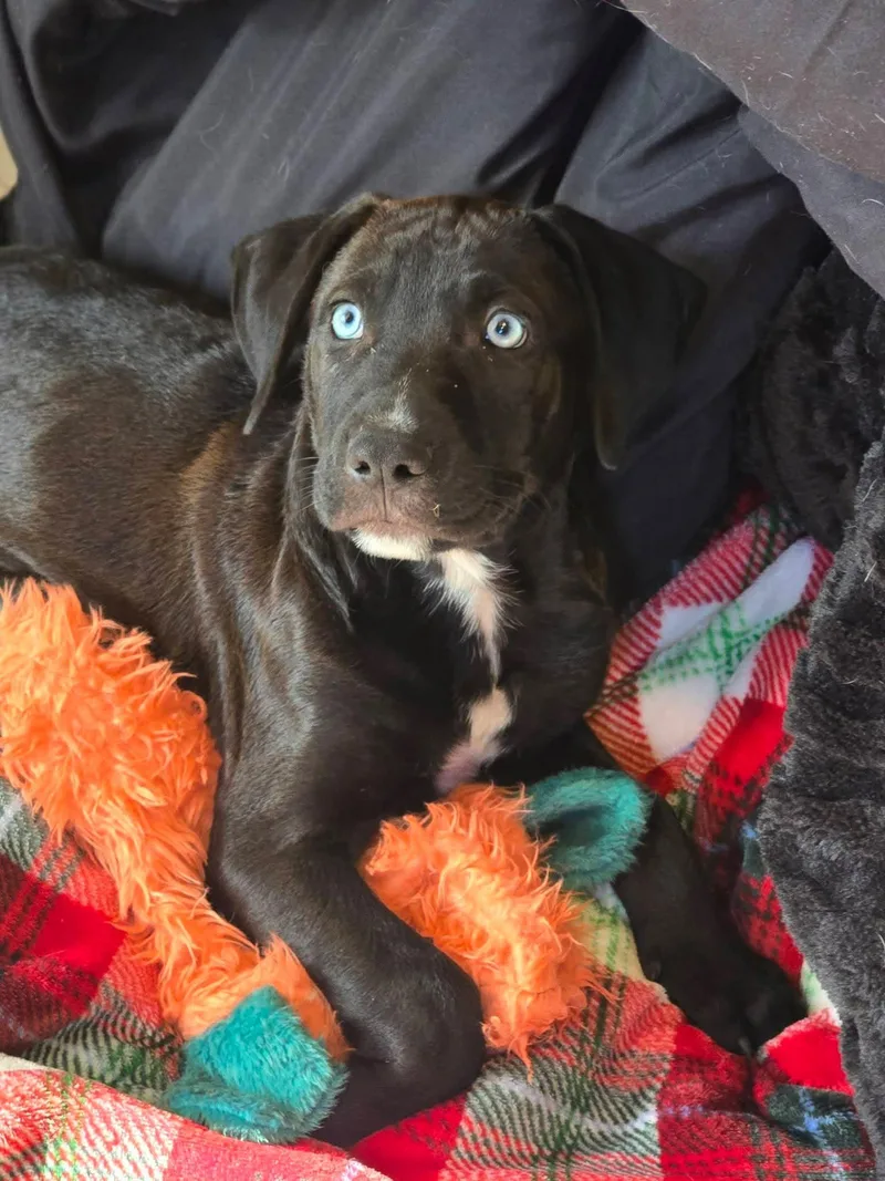 Mac Daddy thumbnail 2