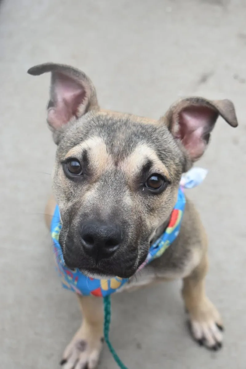 An adult small-sized male Pit Bull Terrier dog named Taco for adoption in Tulsa, OK
