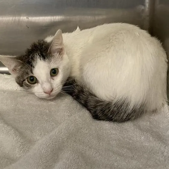 A baby medium-sized female White Domestic Short Hair cat named Leslie for adoption in Long Beach, CA