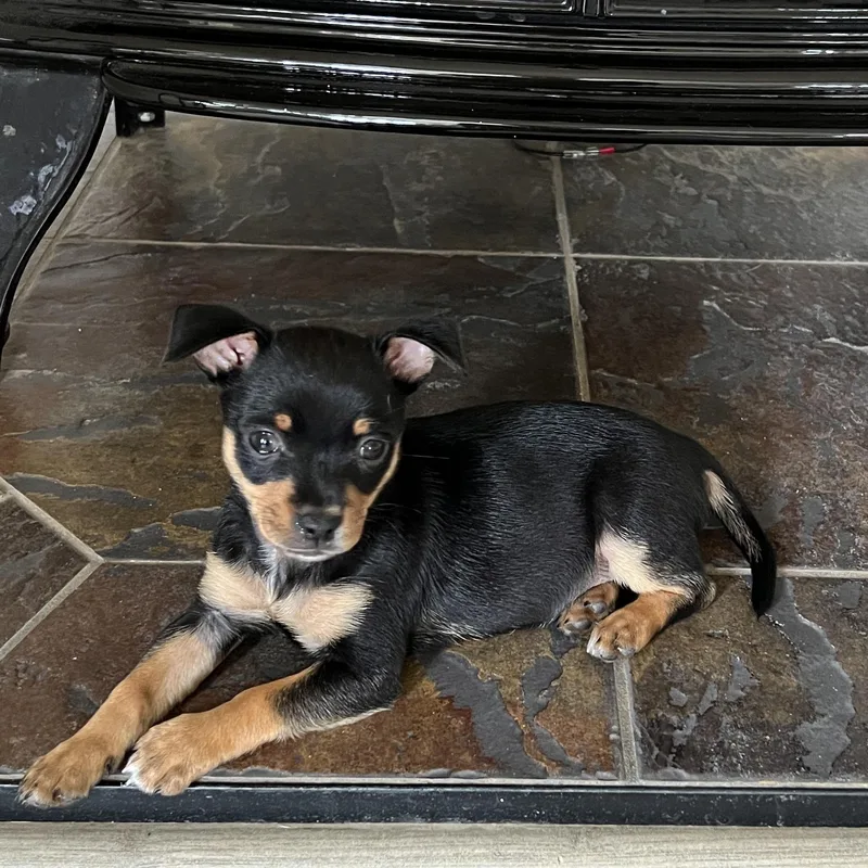 A baby small-sized female Chiweenie dog named Sushi for adoption in Penryn, CA