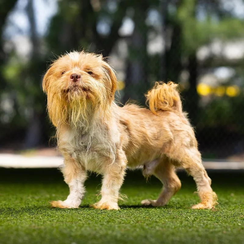 Chewie
