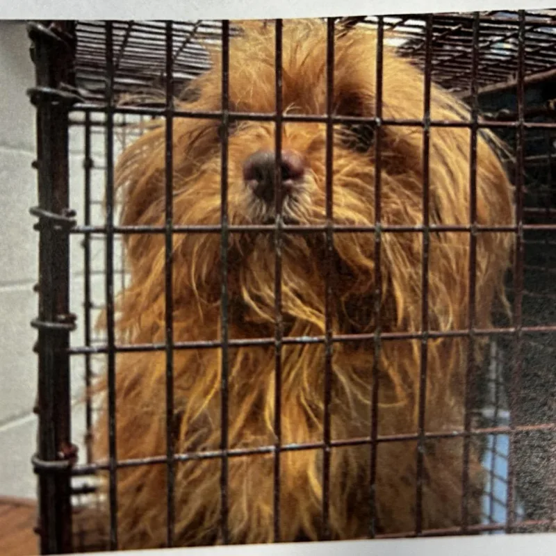 Chewie thumbnail 2