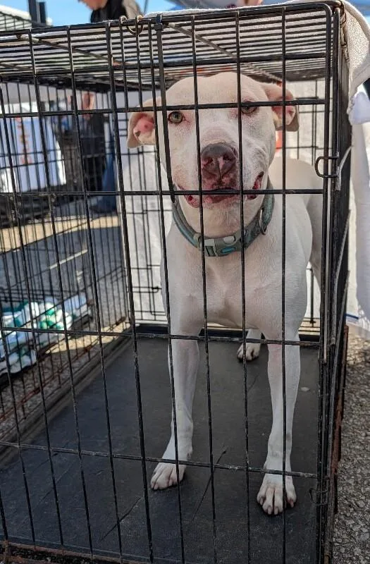 An adult medium-sized female Mixed Breed dog named Reba for adoption in Alamo, TN