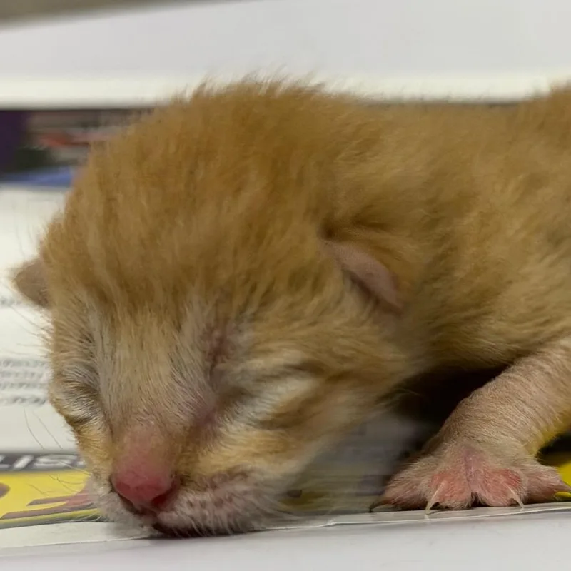 A baby small-sized male Orange / Red Domestic Short Hair cat named Cupid for adoption in Yuma, AZ