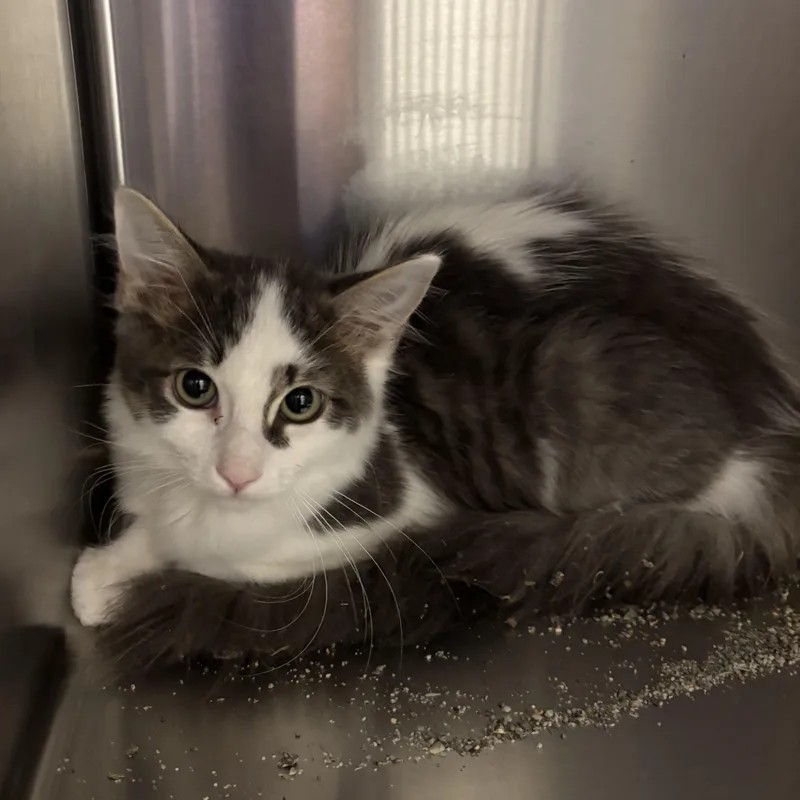 A baby medium-sized male Domestic Long Hair cat named Elgin for adoption in Liberty, MO