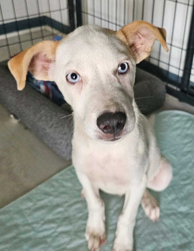 A young medium-sized male White / Cream Catahoula Leopard Dog dog named Odin for adoption in Houston, TX