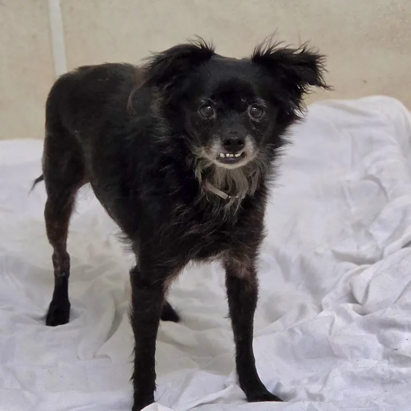 A senior small-sized female Black Chihuahua dog named Sallie City of Industry for adoption in Chino Hills, CA