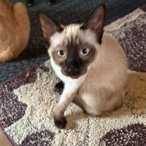 A young medium-sized male Siamese cat named Houdini for adoption in Rutherfordton, NC
