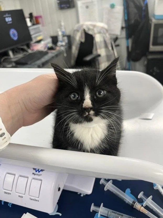 A baby small-sized male Black & White / Tuxedo Domestic Short Hair cat named Nod for adoption in Woodland, CA