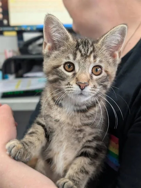 A baby small-sized female Domestic Short Hair cat named Maple for adoption in Canfield, OH