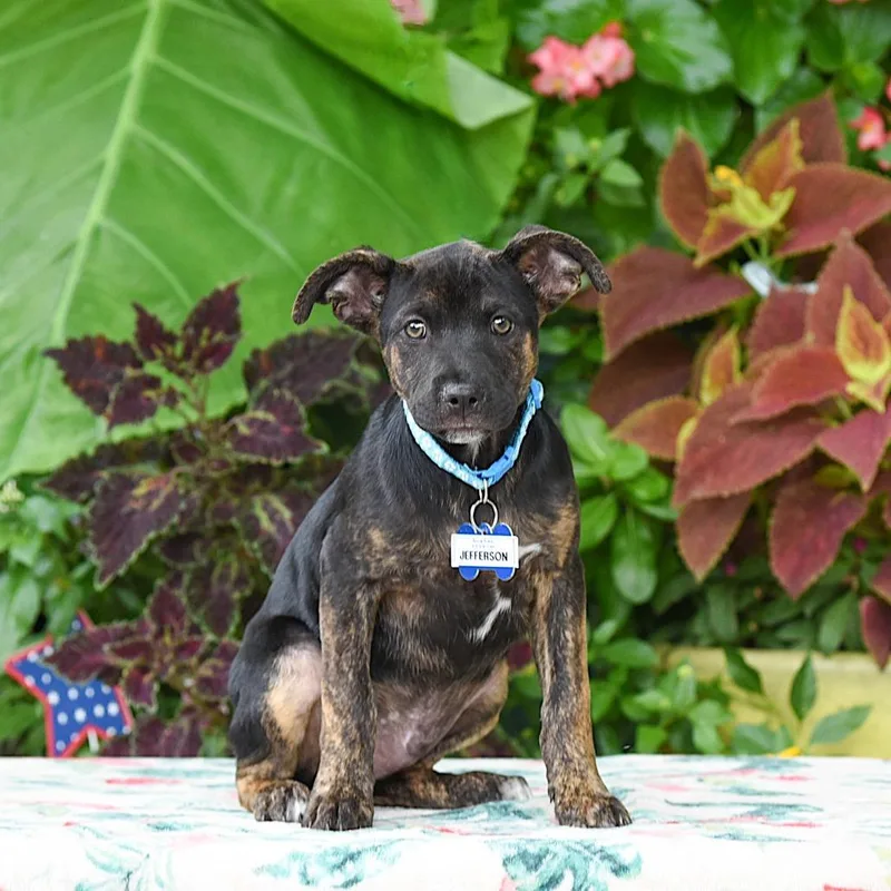 A baby small-sized male Black Labrador Retriever dog named Jefferson for adoption in Wake Forest, NC