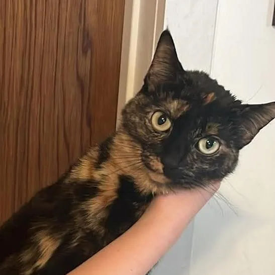 An adult medium-sized female Tortoiseshell Domestic Short Hair cat named Marbles  Declawed @ for adoption in Carmel, IN