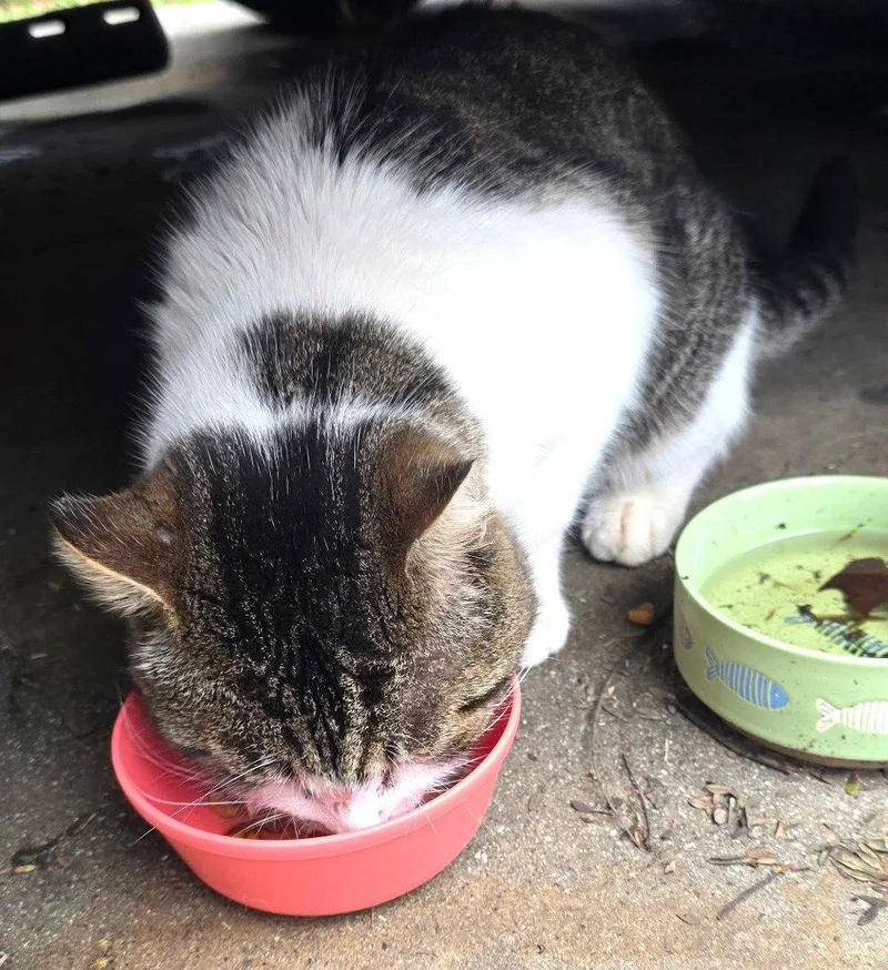 A young medium-sized male Gray & White Domestic Short Hair cat named Nugget for adoption in Seal Beach, CA