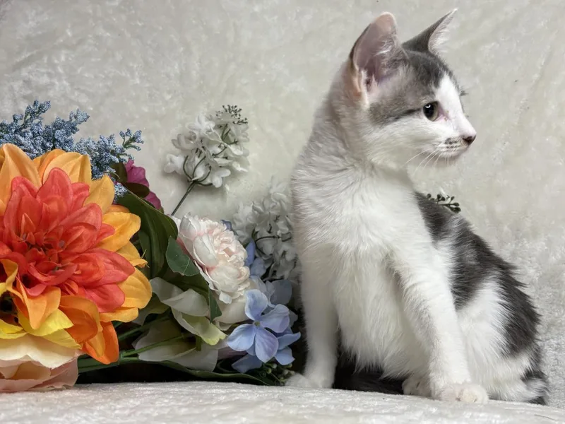 A baby small-sized female Gray / Blue / Silver Domestic Short Hair cat named Jet Zeze for adoption in Chandler, AZ