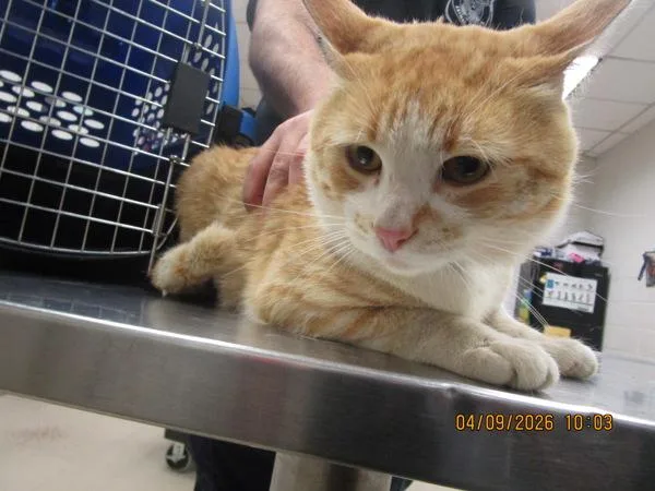 An adult large-sized male Domestic Short Hair cat named P'nut Butter for adoption in Marietta, GA