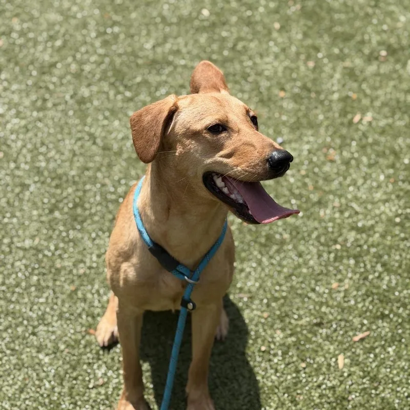 A young medium-sized female Yellow / Tan / Blond / Fawn Mixed Breed dog named Wendy for adoption in Greensboro, NC