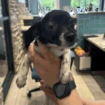 A baby small-sized female White / Cream Jack Russell Terrier dog named Mila for adoption in Brooklyn, NY