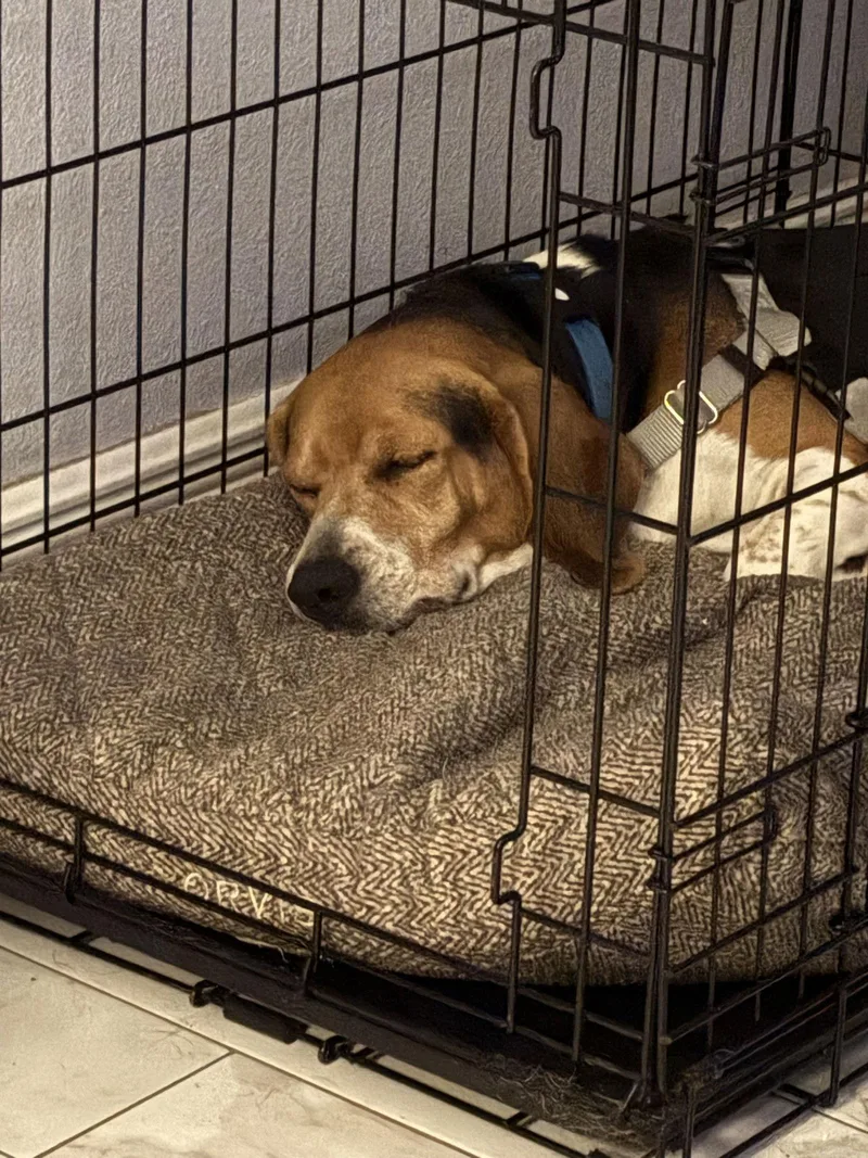 Pluto Iii thumbnail 2