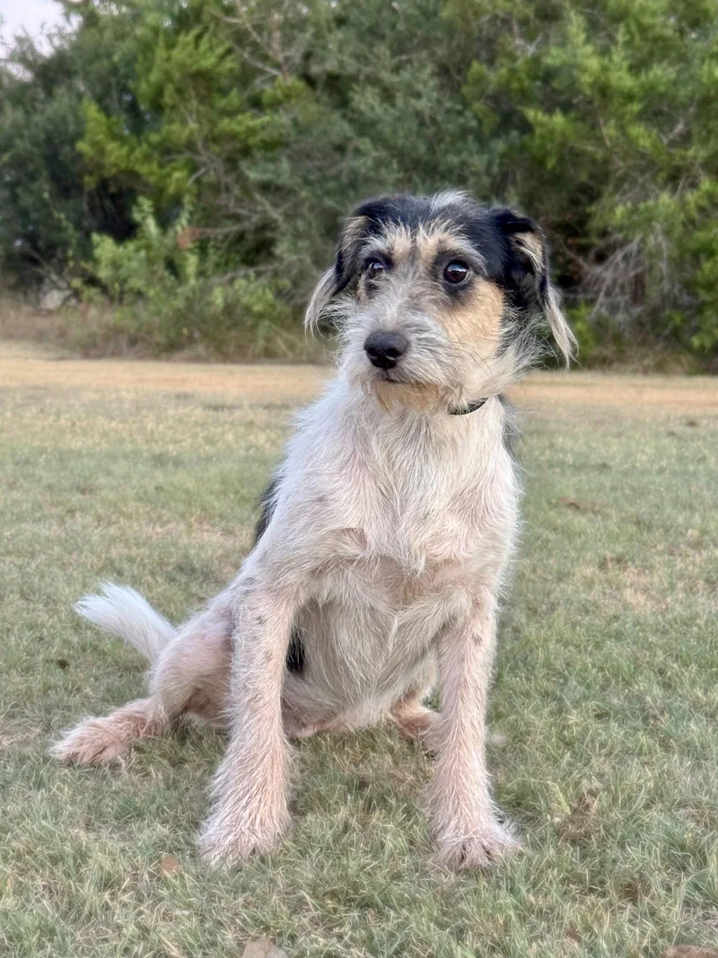 An adult medium-sized female Terrier dog named Hope for adoption in Helotes, TX