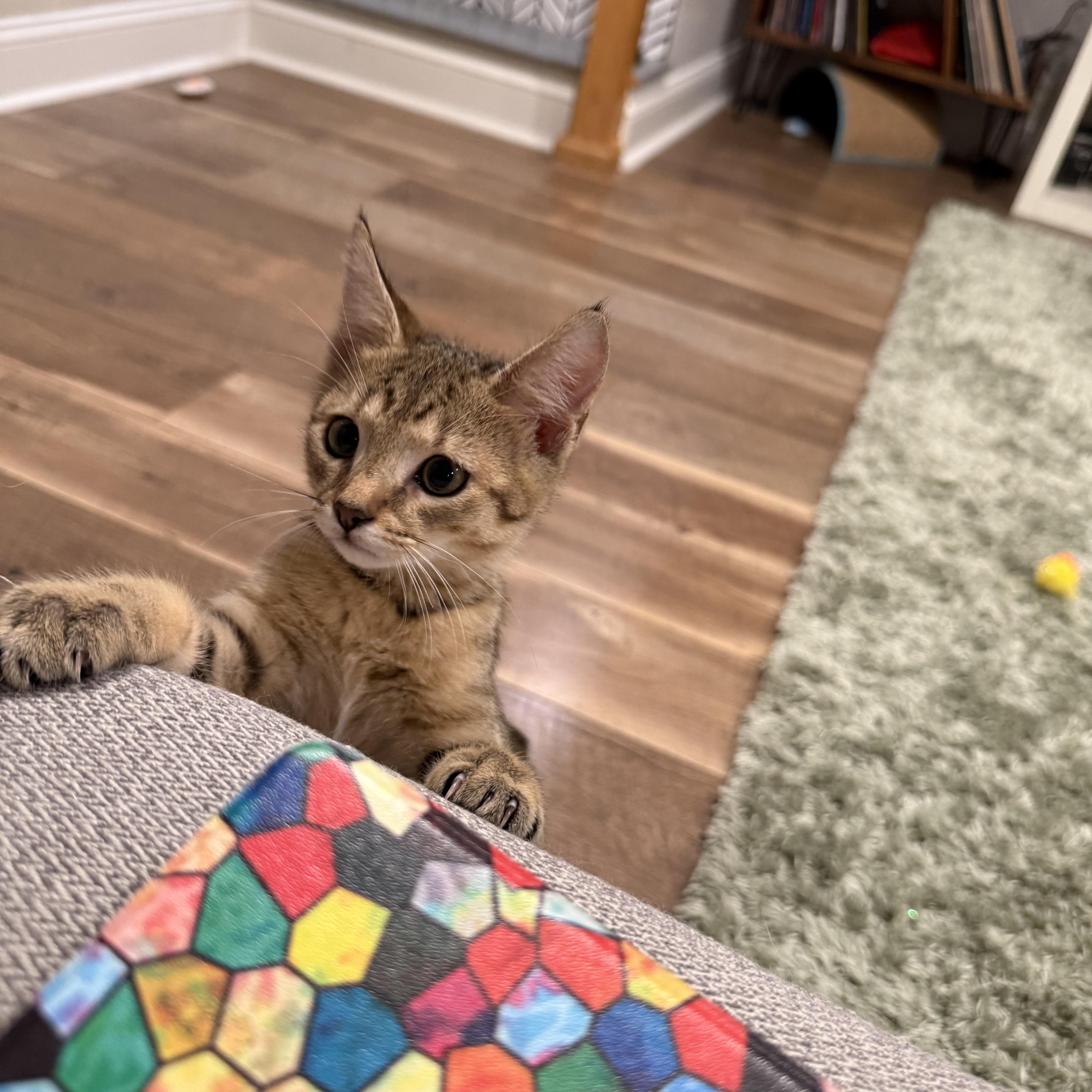 A baby small-sized male Tabby (Buff / Tan / Fawn) Domestic Short Hair cat named Starscream for adoption in Warminster, PA