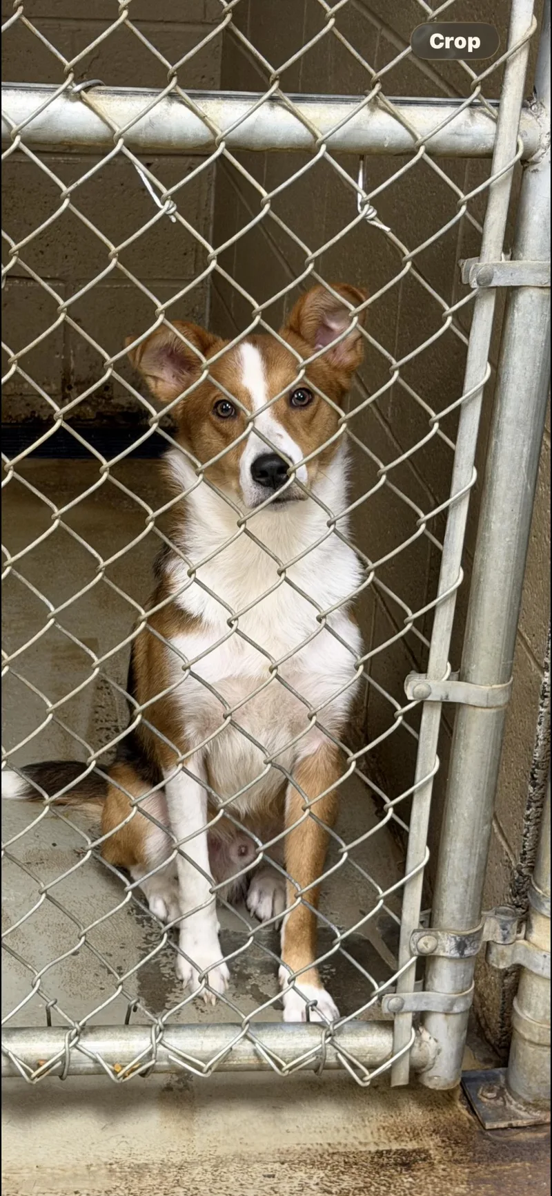 A young medium-sized male Border Collie dog named Napoleon for adoption in Port Saint Lucie, FL