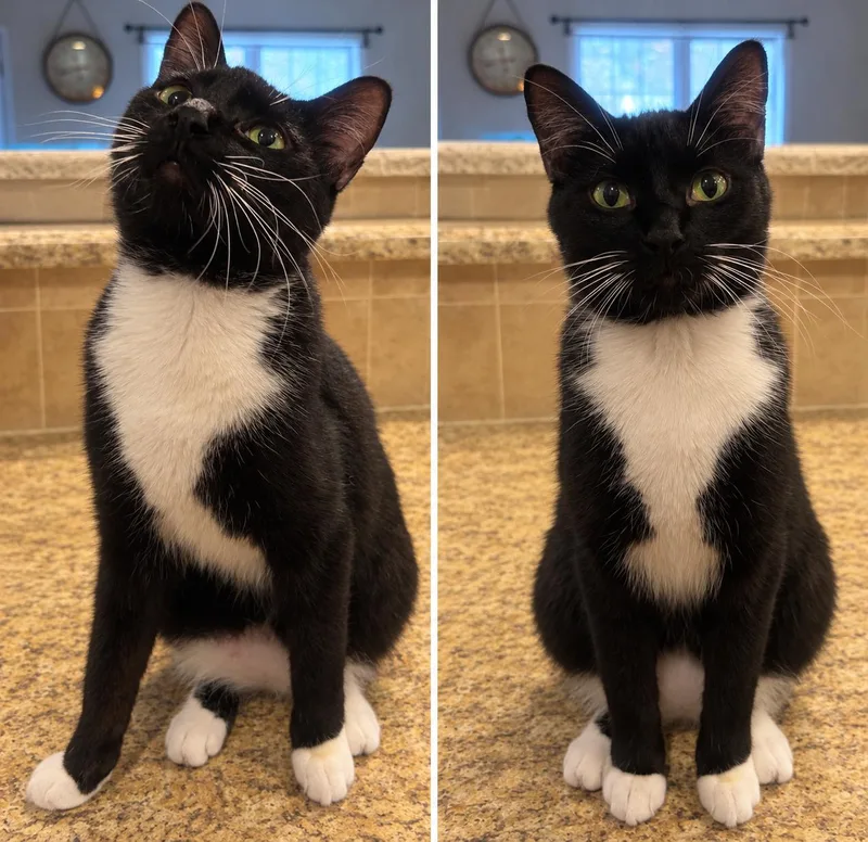 A young medium-sized female Domestic Short Hair cat named Ethel for adoption in Richmond, VA