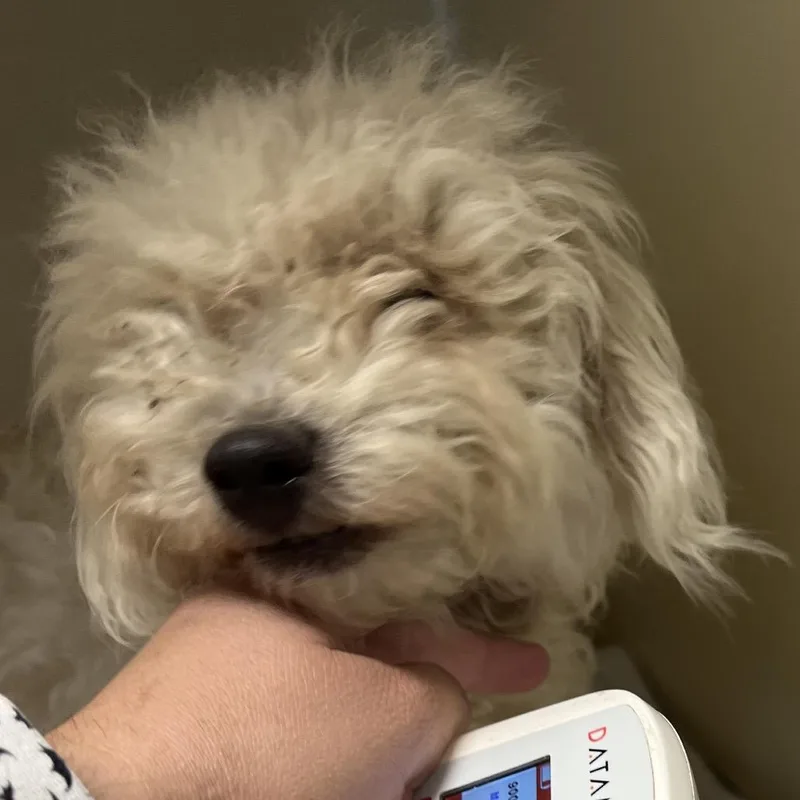 An adult small-sized male White / Cream Poodle (Toy) dog named Mallow for adoption in East Saint Louis, IL