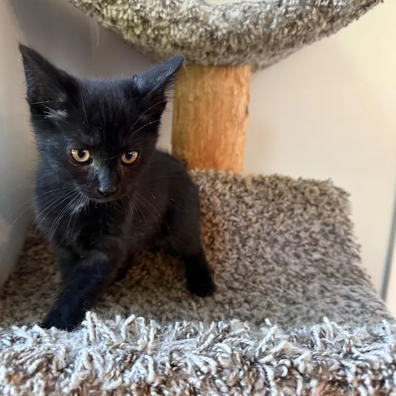 A baby small-sized male Black Domestic Short Hair cat named Bambino BB for adoption in Eaton Rapids, MI