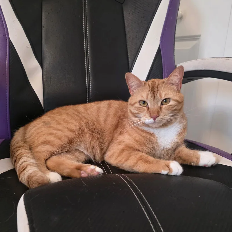 A young medium-sized female Tabby cat named Mama & Princess for adoption in Tampa, FL