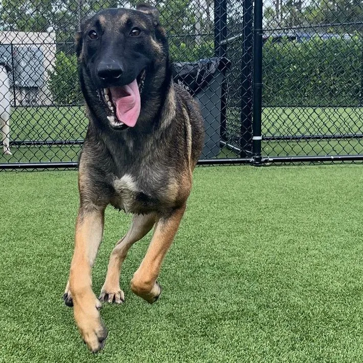 A young medium-sized male Black Belgian Shepherd / Malinois dog named Ben for adoption in LOXAHATCHEE, FL
