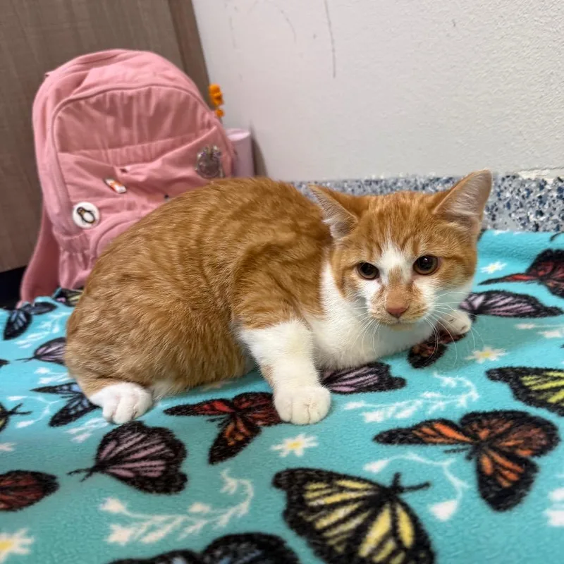 A baby medium-sized female Orange / Red Domestic Short Hair cat named Slider for adoption in Great Falls, MT