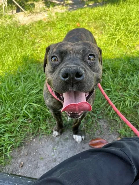 A young medium-sized male Mixed Breed dog named Alfred for adoption in Jacksonville, FL