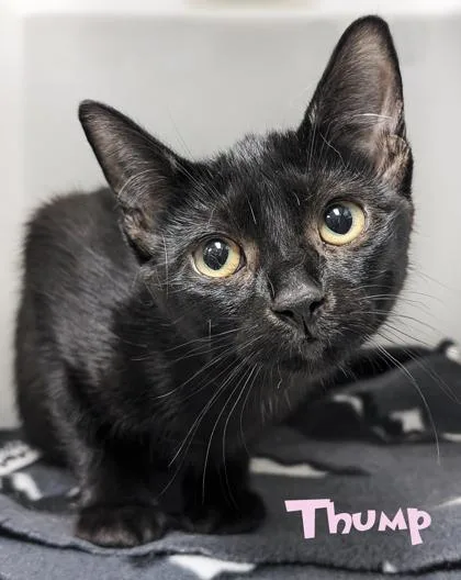 A baby small-sized female Domestic Short Hair cat named Thump for adoption in Mason, MI