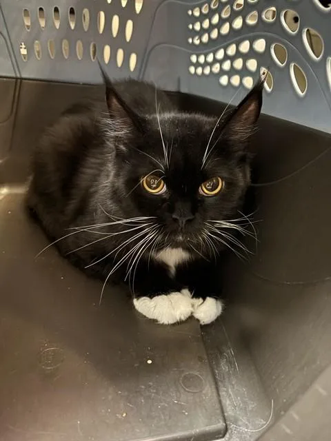 An adult medium-sized female Tuxedo cat named Miss Mittens A for adoption in Plano, TX
