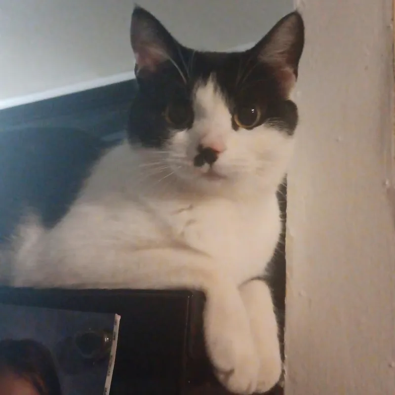 A young small-sized female Black Domestic Short Hair cat named Molly for adoption in Layton, UT