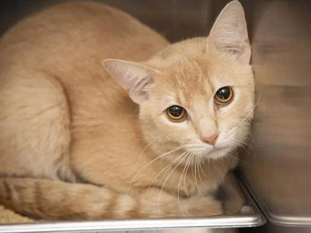A young medium-sized male Domestic Short Hair cat named Peaches for adoption in Phoenix, AZ