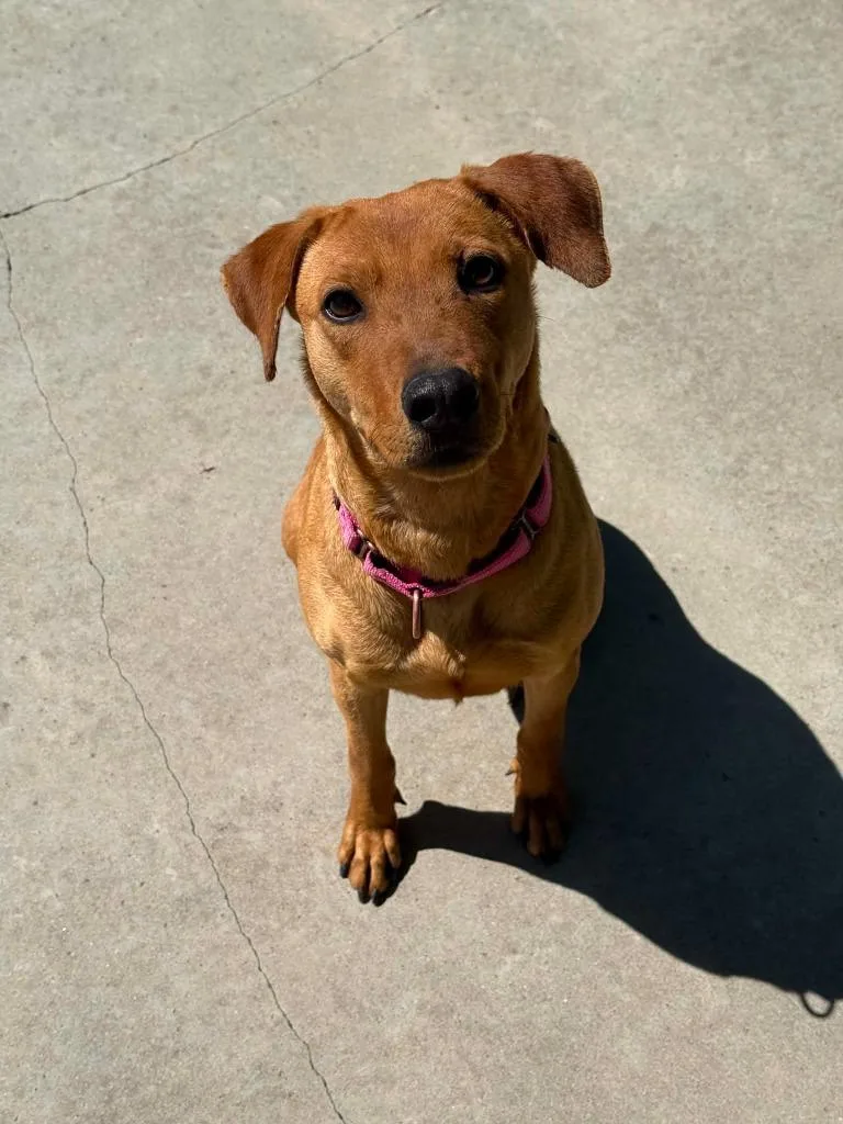 A young large-sized female Rhodesian Ridgeback dog named Remedy for adoption in Viroqua, WI