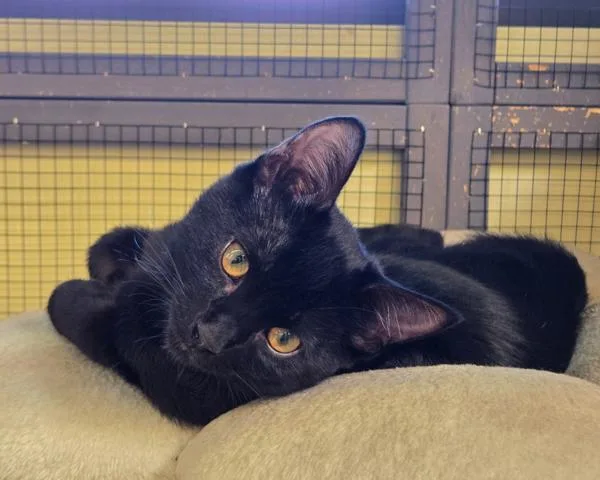 A baby small-sized male Domestic Short Hair cat named Rugby for adoption in Vallejo, CA