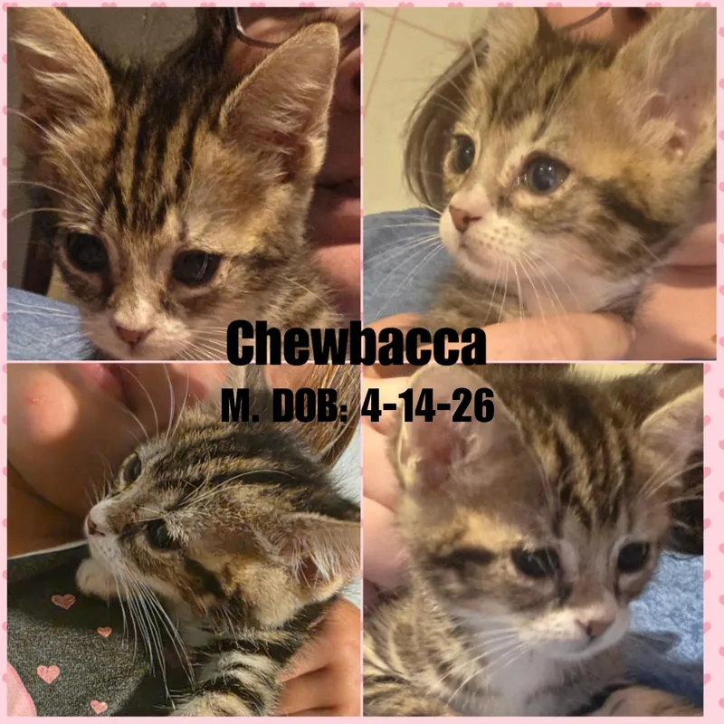 A baby medium-sized male Tabby (Buff / Tan / Fawn) Domestic Short Hair cat named Chewbacca for adoption in Caldwell, TX