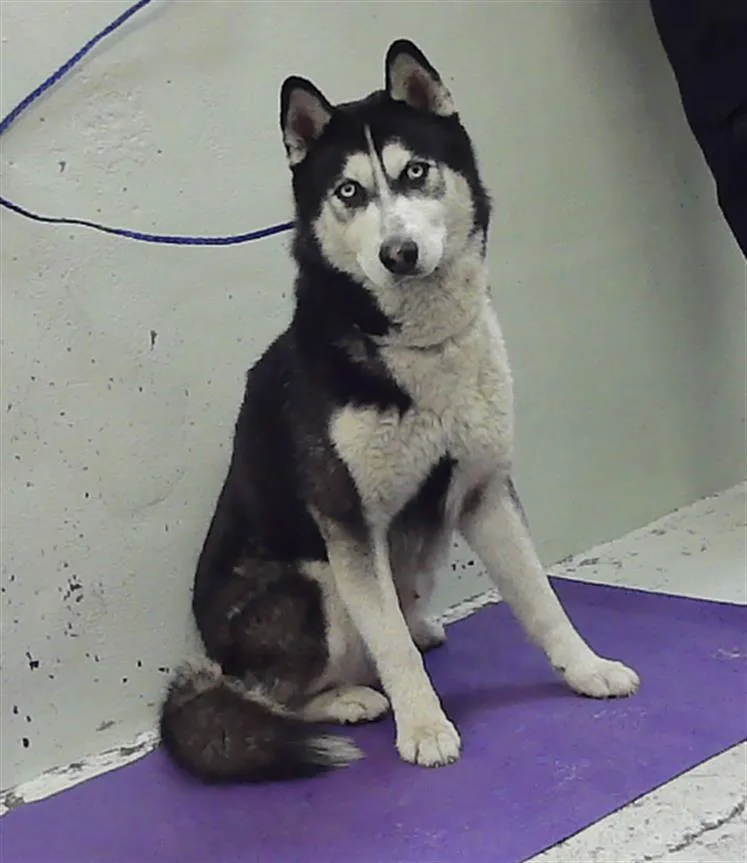 An adult large-sized male Siberian Husky dog named Palmer for adoption in Houston, TX
