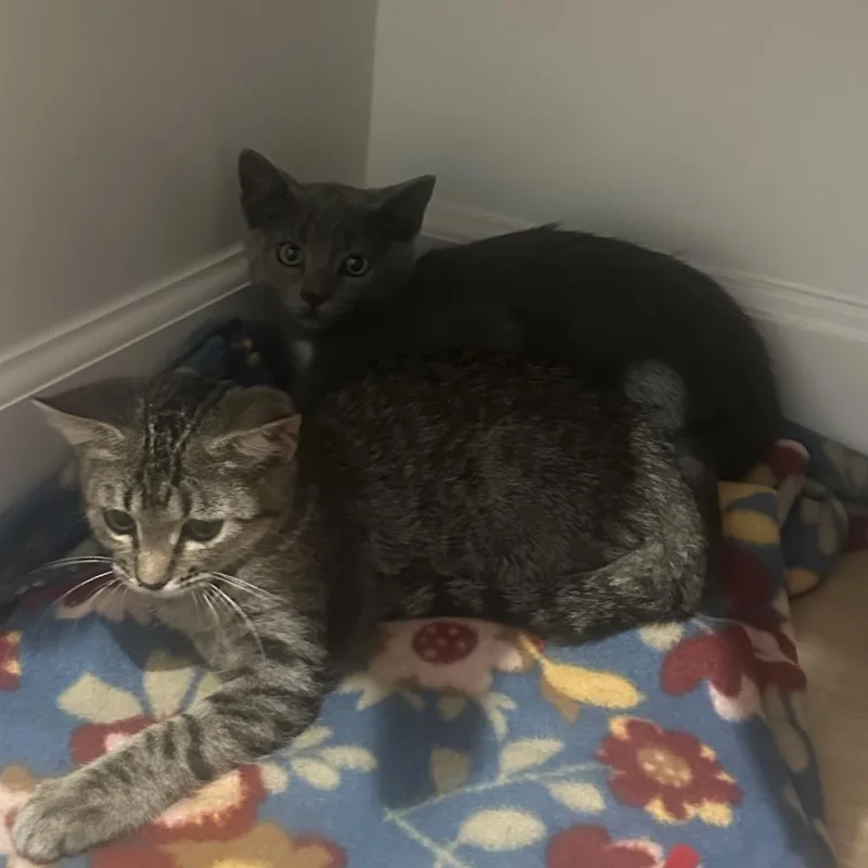 A baby small-sized male Gray / Blue / Silver Domestic Short Hair cat named Max for adoption in Columbia, MO