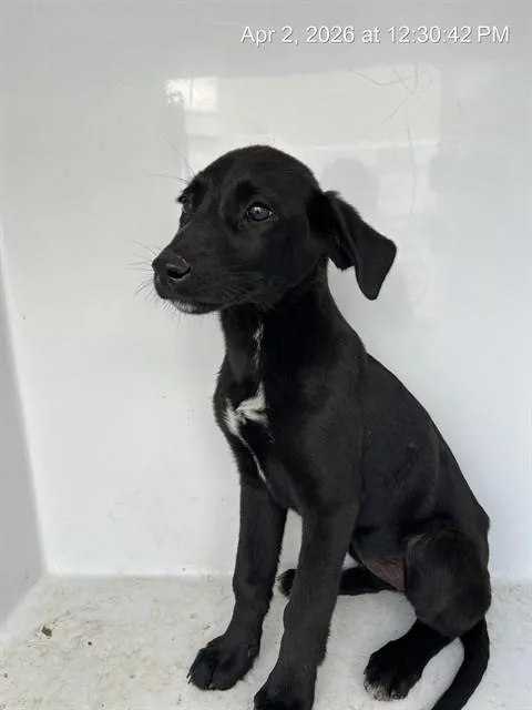 A baby small-sized female German Shepherd Dog dog named Kelpie for adoption in Augusta, GA