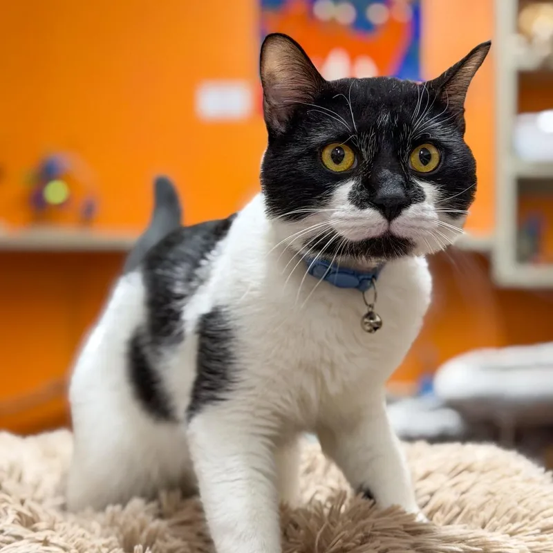 An adult medium-sized male White Domestic Short Hair cat named George Darling for adoption in Gainesville, GA