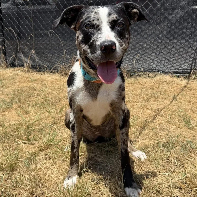 An adult medium-sized female Black Catahoula Leopard Dog dog named Luna for adoption in Buchanan Dam, TX
