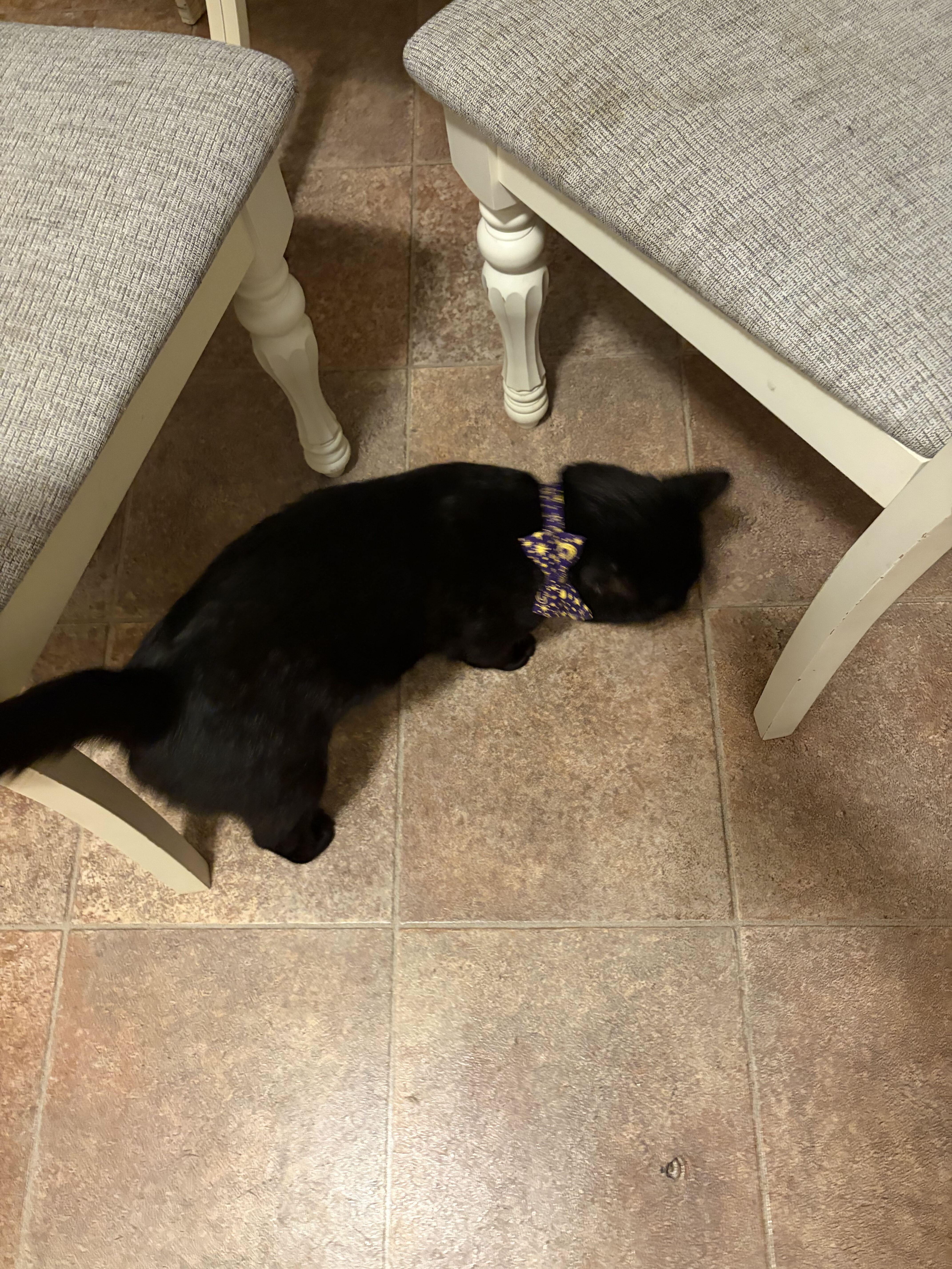 A young medium-sized male Black Domestic Short Hair cat named Onyx for adoption in Waltham, MA