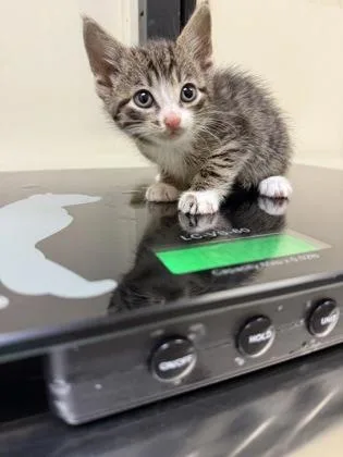 An adult small-sized male Domestic Short Hair cat named Kairo for adoption in West Chester, PA
