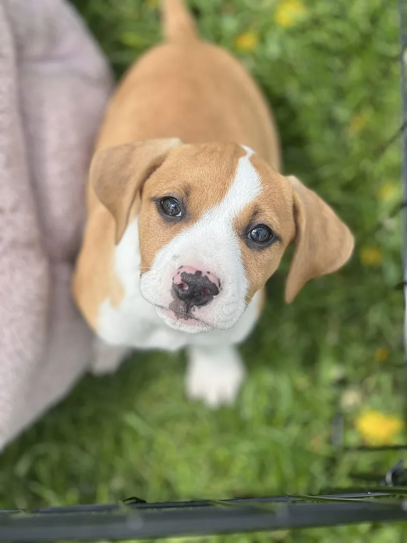 A baby large-sized female Yellow / Tan / Blond / Fawn Black Mouth Cur dog named Esme for adoption in Clinton, WI