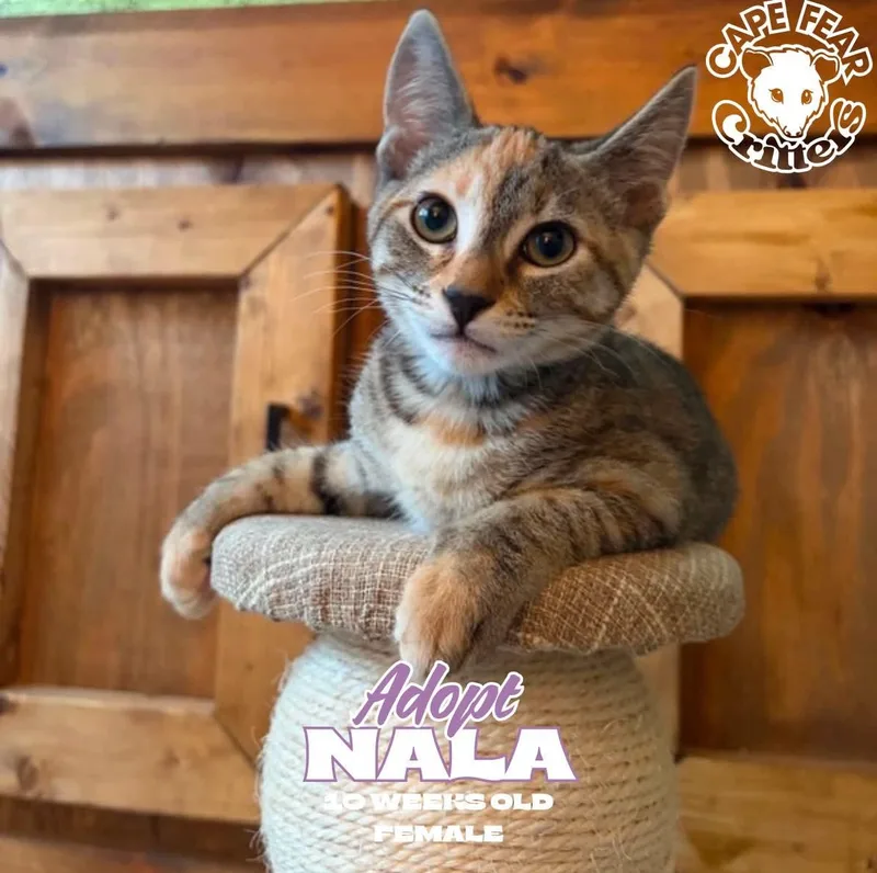A baby small-sized female Torbie cat named Nala for adoption in Wilmington, NC