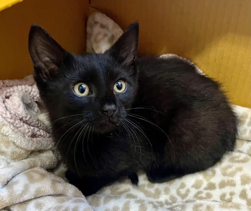 A baby medium-sized female Black Domestic Short Hair cat named Brooklyn for adoption in Rocky Hill, CT